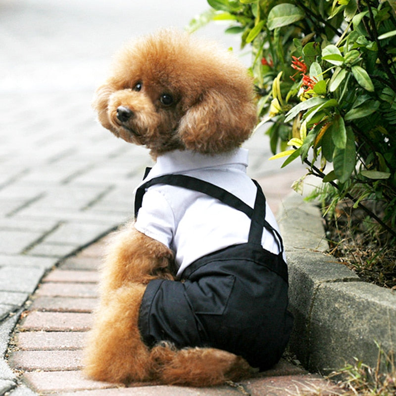 Dog Bow Tie Suit