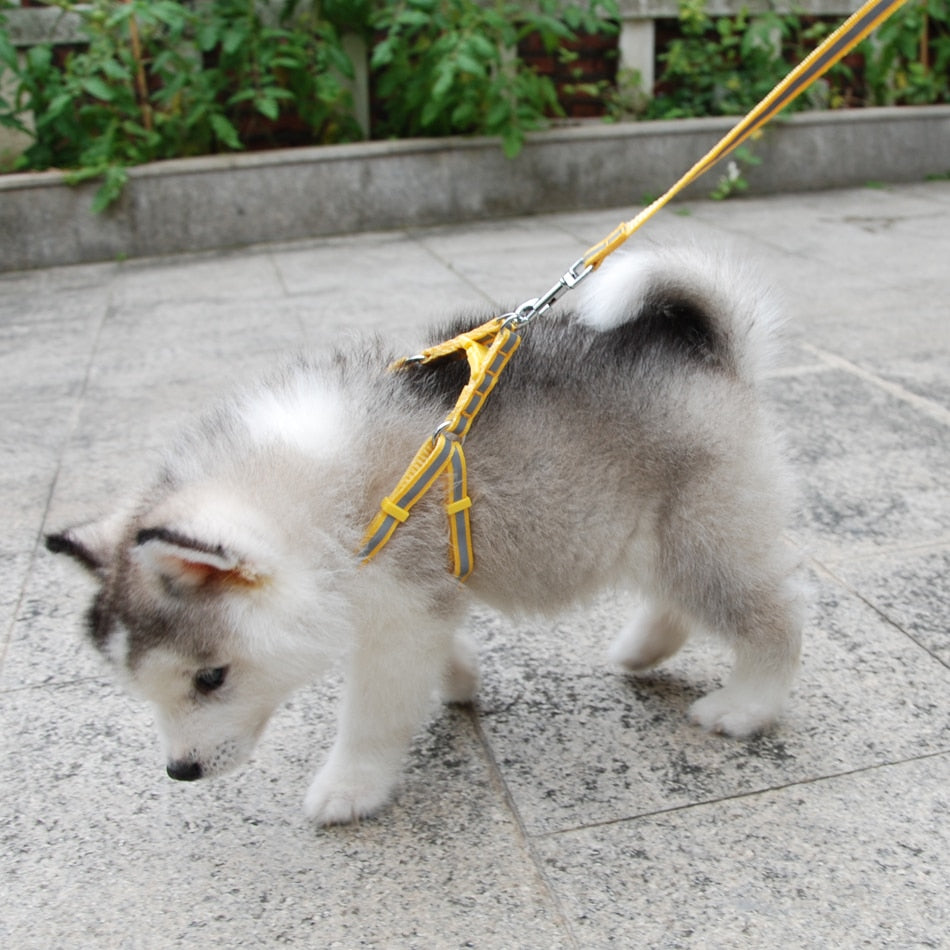 Cat Harness Leash