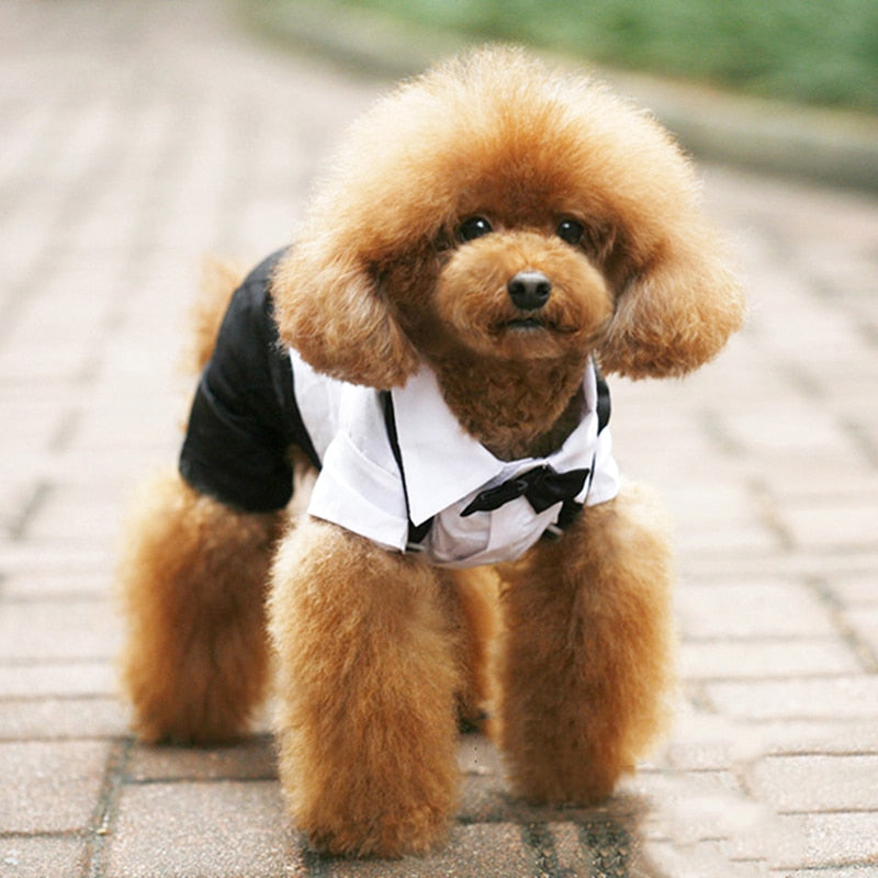 Dog Bow Tie Suit