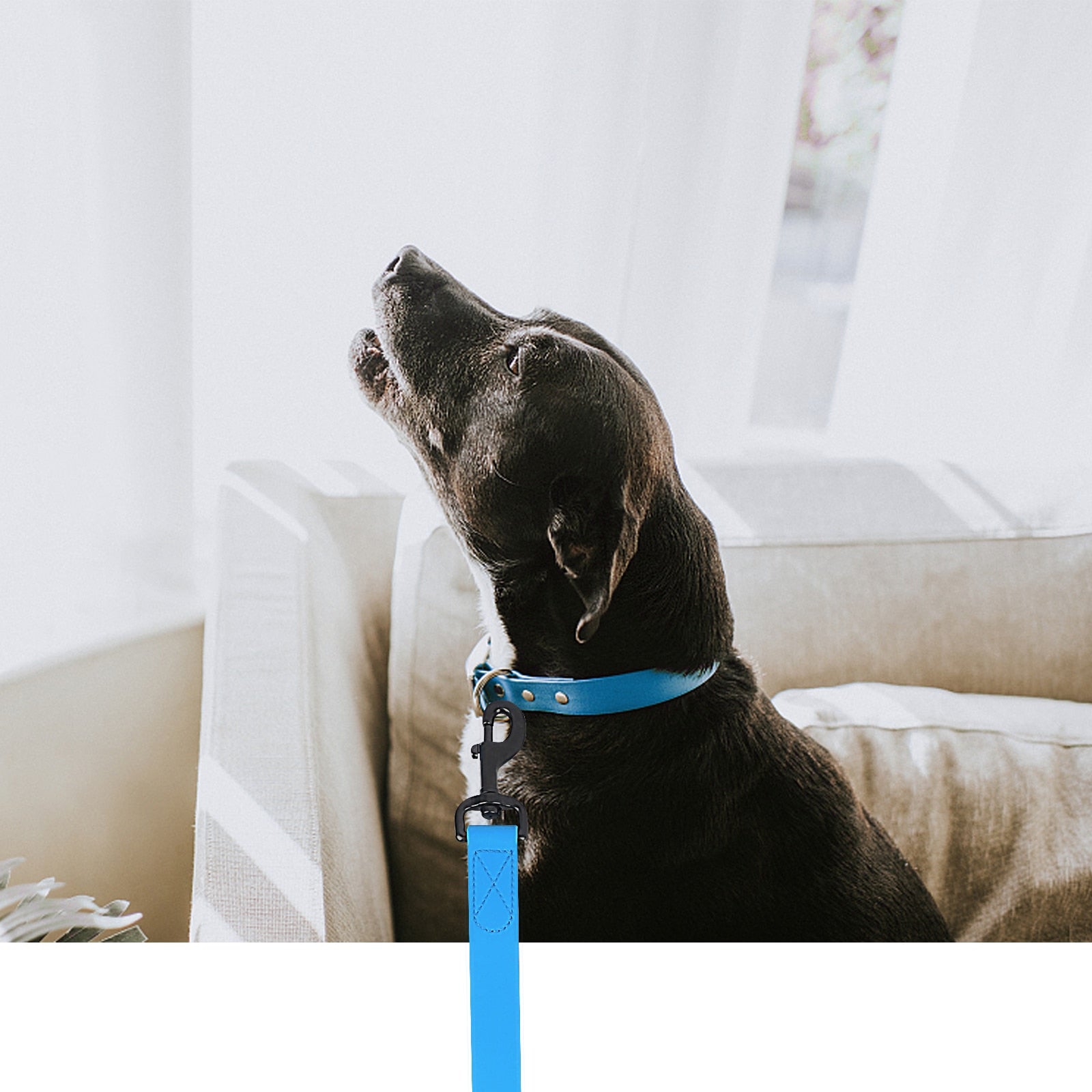 Waterproof Dog Training Leash