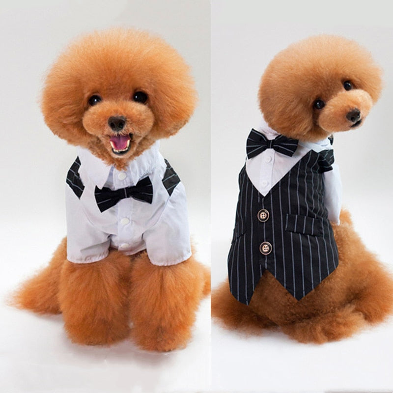 Dog Bow Tie Suit